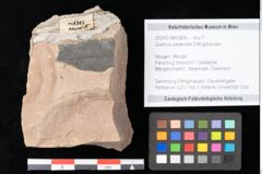 Foto (Objekt + Etikett) von Quercus palaeoilex Ettingshausen (NHMW-GEO-2024-0188-0806)